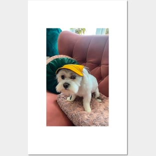 Funny white maltese dog in hat Posters and Art